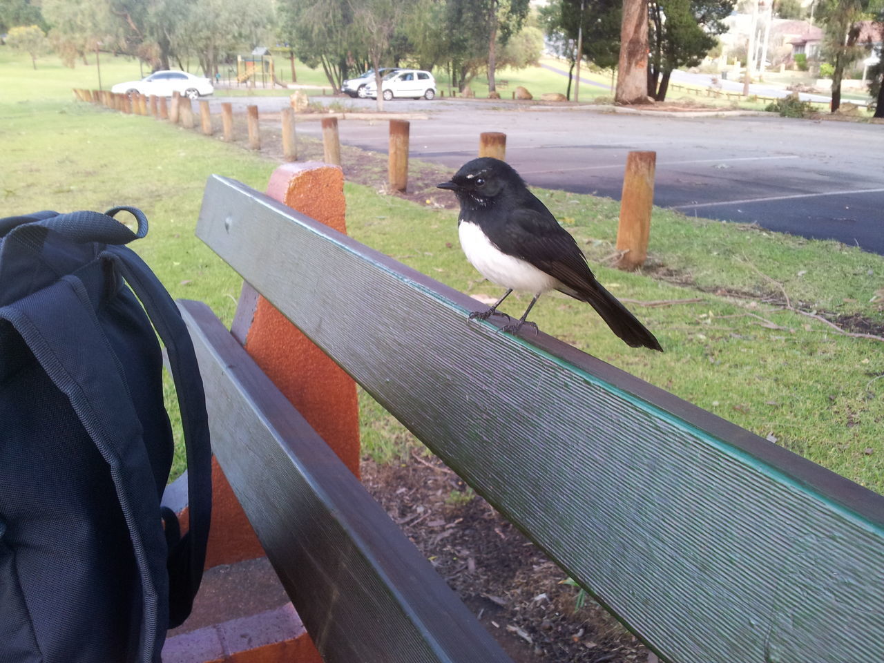 Coolbinia Oval