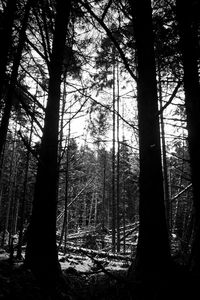Low angle view of trees in forest