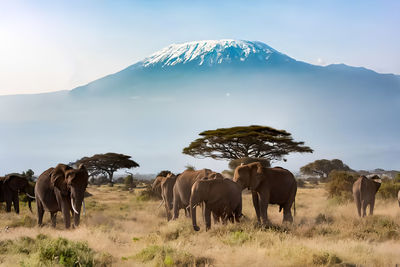 Elephants at masai