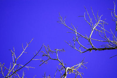 Low angle view of bare tree against clear blue sky