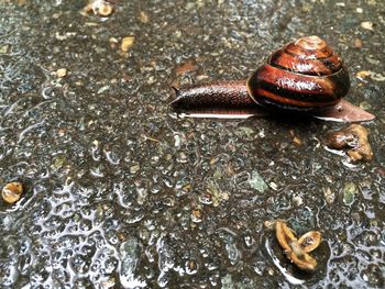 Close-up of snail