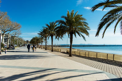 Palm trees on the footpath by sea against sky