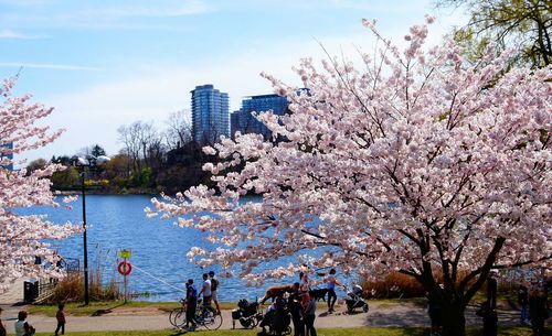 View of cherry blossom trees with buildings in background