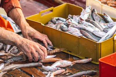 fish