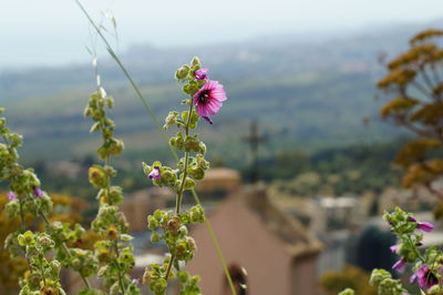 Close-up of pink flowering plant