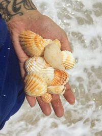 Close-up of seashells