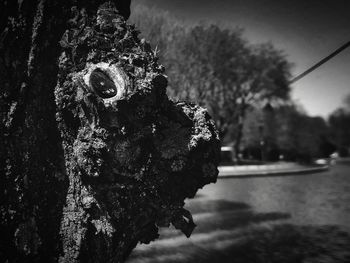 Close-up of tree trunk by lake