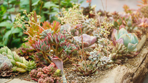 Close-up of flowering plants