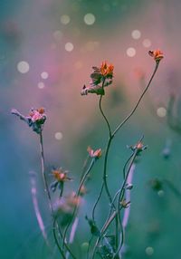 Close-up of dried flowering plant on field