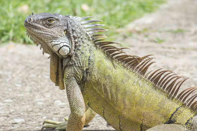 Close-up of lizard on land