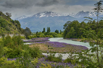 Lupinus growing at a wild mountain river with andes mountains in the background