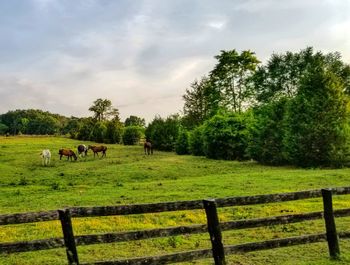 Horses in a field