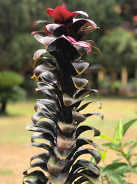 Close-up of flowering plant in park