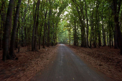 Surface level of empty road along trees