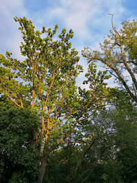 Low angle view of flowering trees against sky