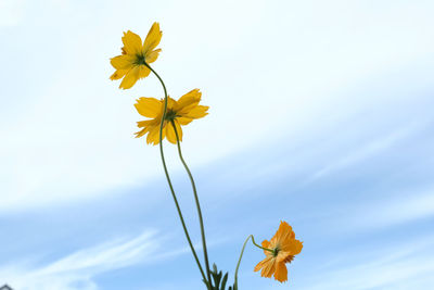 Close-up of yellow flowering plant against sky