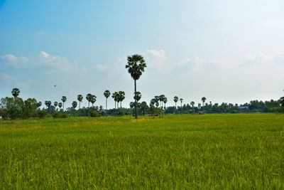 Scenic view of agricultural field against sky