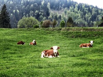 Cows on grassy field