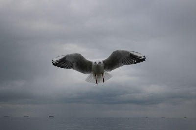 Portrait of seagull flying over sea against sky