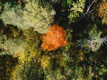 Digital composite image of trees and plants in forest