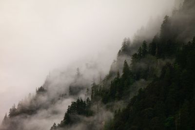 Trees on mountain against sky during foggy weather