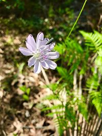 Close-up of flower blooming outdoors