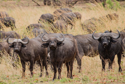 Water buffaloes on field against sky