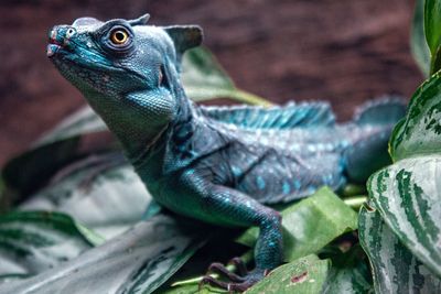 Close-up of a lizard