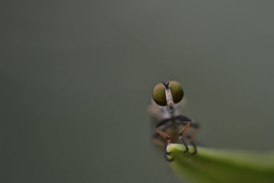 Close-up of insect on plant