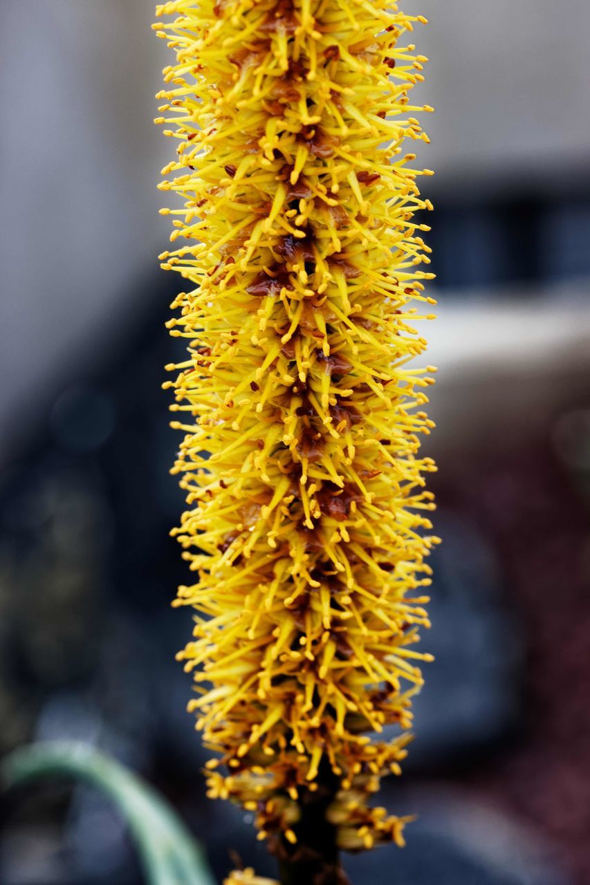 CLOSE-UP OF YELLOW FLOWER PLANT