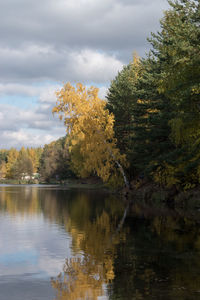 Trees by lake in forest against sky