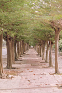 Footpath amidst trees in forest