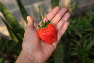 Close up female hand holding fresh red sweet strawberries