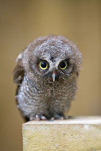 Close-up portrait of owl