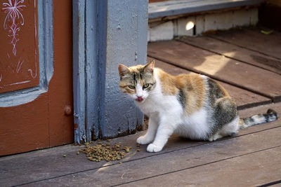 Portrait of cat sitting next to a front door