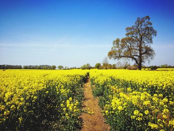 Scenic view of oilseed rape field against sky