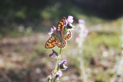 Close-up of butterfly pollinating on purple flower