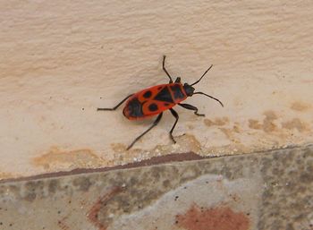 Close-up of insect on wall