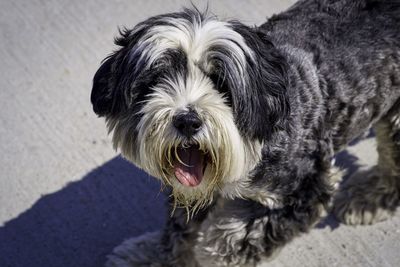 Close-up portrait of dog