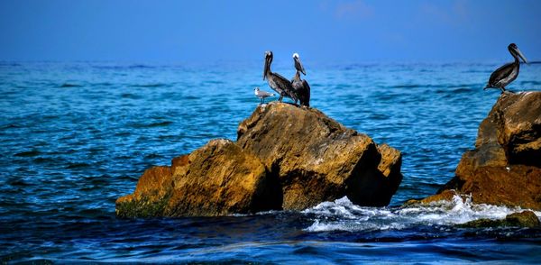 Bird perching on rock by sea against sky