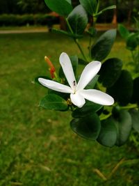 Close-up of white flowering plant