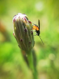 Close-up of insect on flower