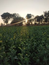 Plants growing on field against bright sun