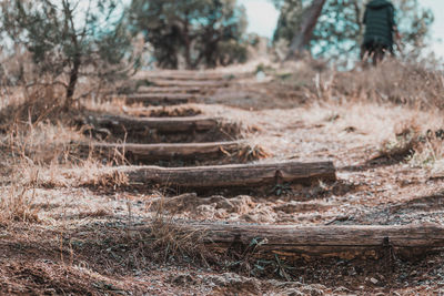 Wooden log on field in forest