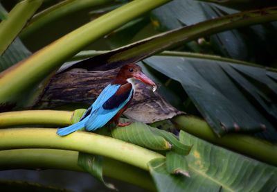 Close-up of bird perching on plant