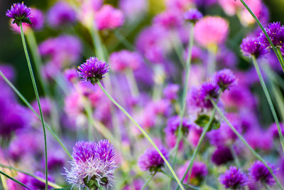 Close-up of pink flowering plants