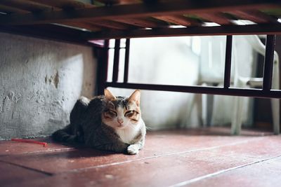 Cat lying below bed on hardwood floor at home