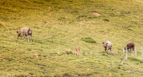 Horses grazing in a field