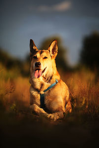 Portrait of a dog looking away