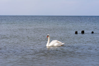 Swan swimming in sea against clear sky